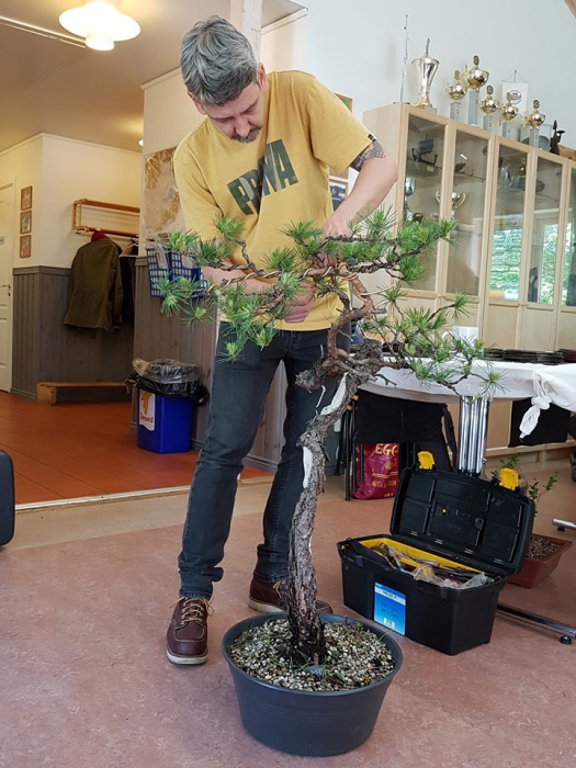 scots pine yamadori bonsai